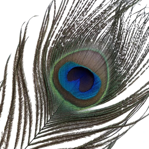 Набор перышек для ласк LOCKINK Sevanda Natural Peacock Flirting Feather Tickler фото 6