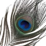 Набор перышек для ласк LOCKINK Sevanda Natural Peacock Flirting Feather Tickler фото 6