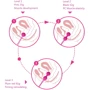Вагинальные шарики Hulamy Kegel Balls: Материал Силикон